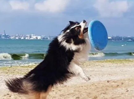 Dog frisbee Yellow